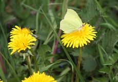 Wiese-Schmetterling-106.jpg